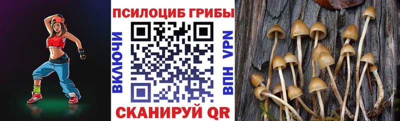 где можно купить Приволжск ОМГ ОМГ tor Галлюциногенные грибы MAGIC MUSHROOMS